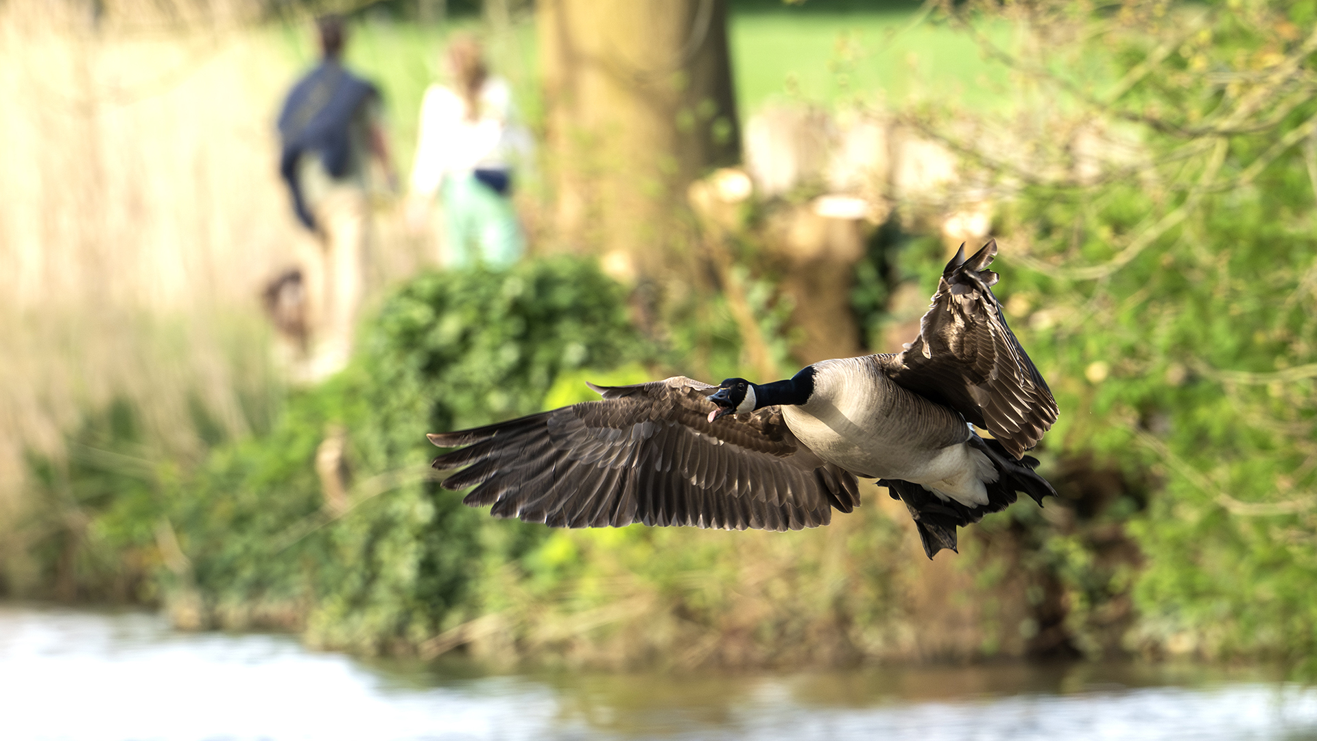 Canada Goose